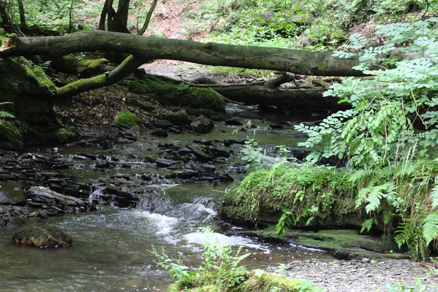Wanderweg durch die Baybachklamm im Hunsrück, eine Traumschleife des Saar-Hunsrück-Steigs