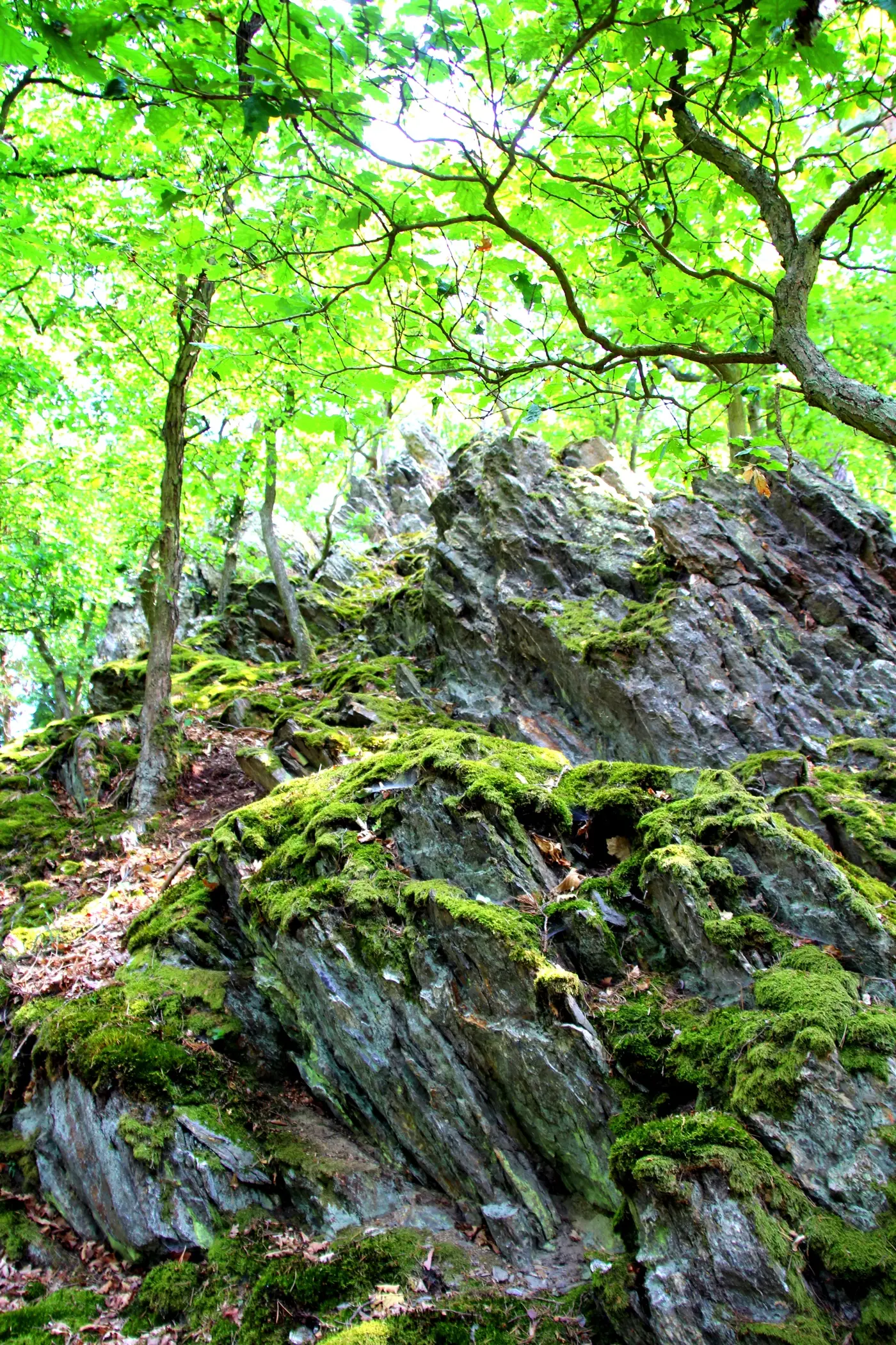 Traumschleife Murscher Eselsche Saar-Hunsrück-Steig