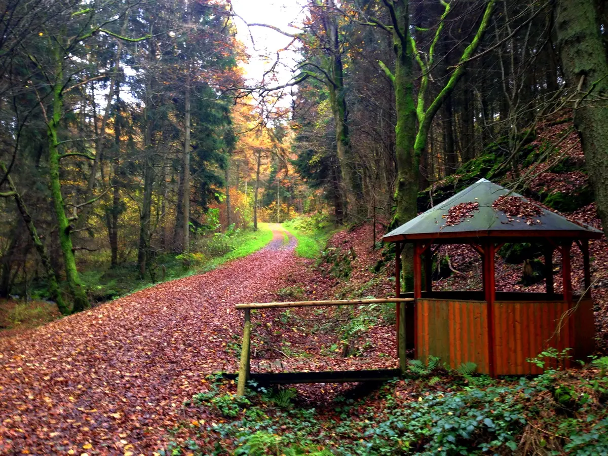5km Lauf durchs Liesenfelder Tal bei Emmelshausen