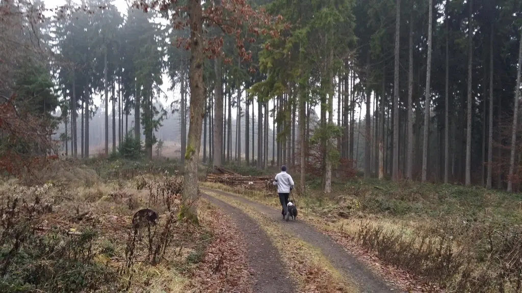 10 Kilometer Traillauf um Emmelshausen – Rutschpartie mit Blitzeis im Herbstwald