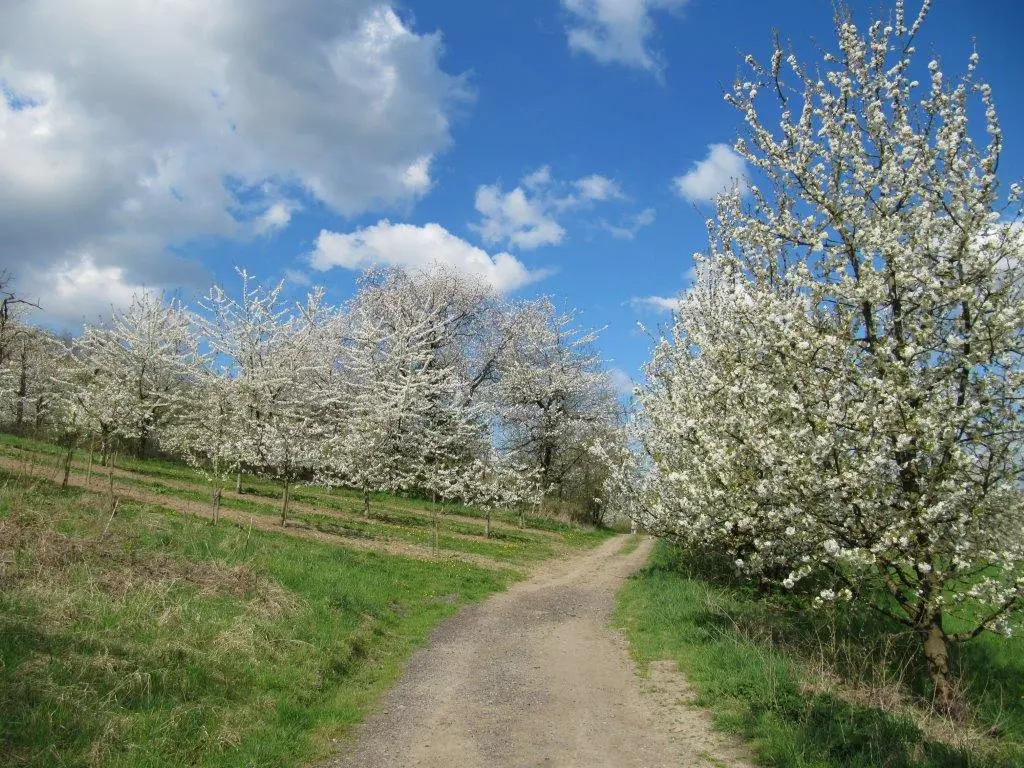 Streuobstwiesenweg Blütezeit
