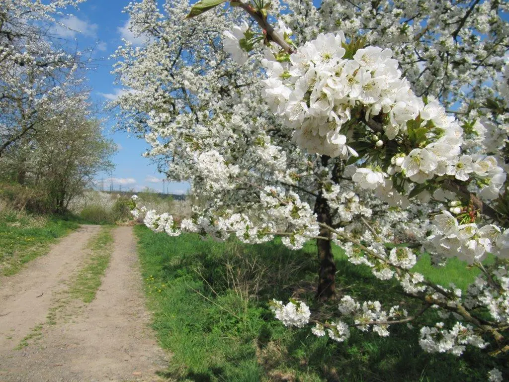 Traumpfad Streuobstwiesenweg Blütezeit