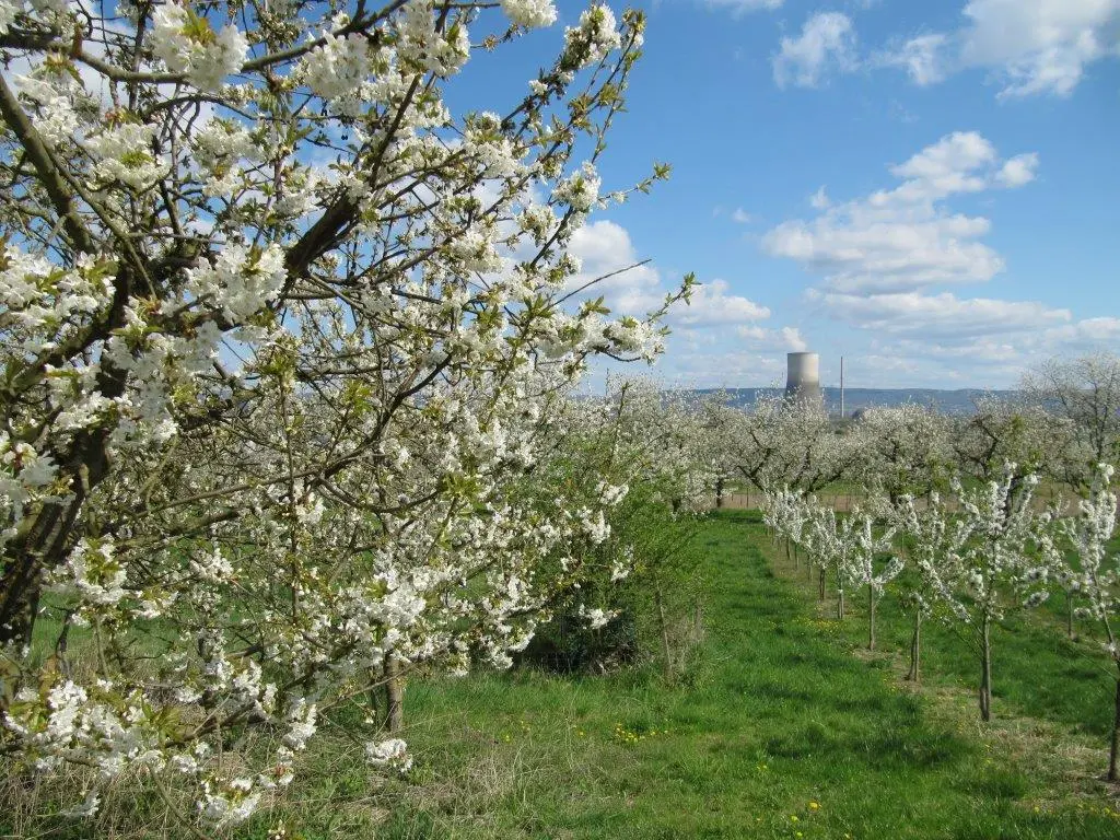 Mülheim Kärlich Blütezeit