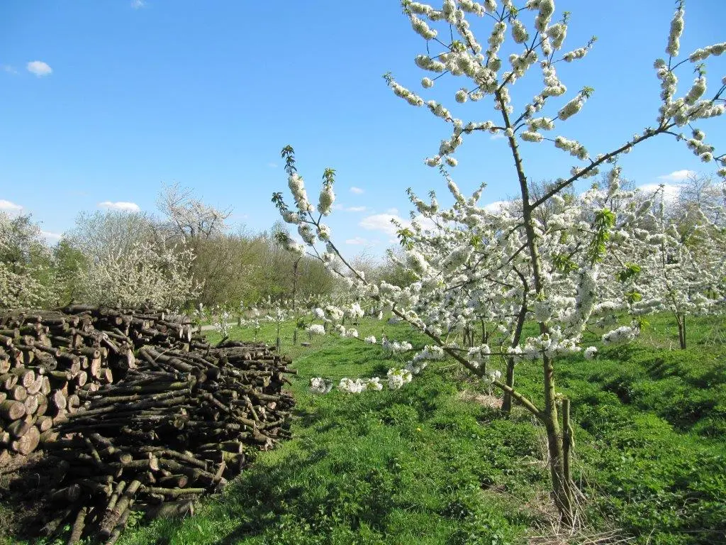 Wanderweg Streuobstwiesenweg