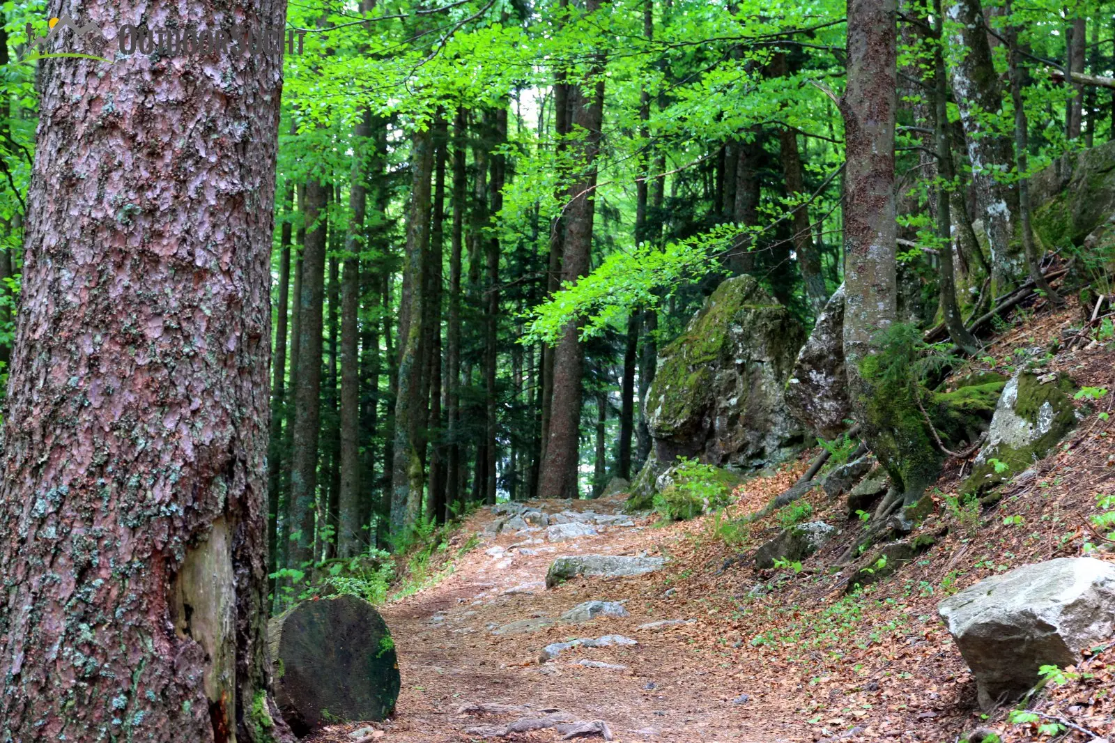 Feldberg Steig Schwarzwald
