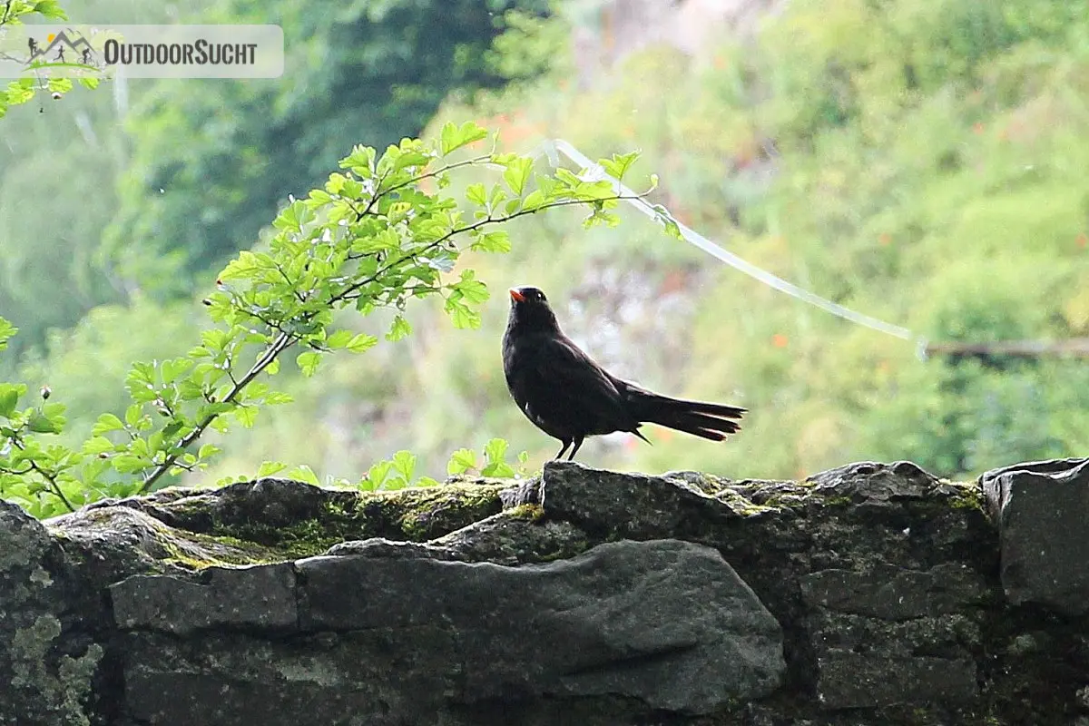 Traumschleife Nahe Felsen Weg Idar Oberstein - 13