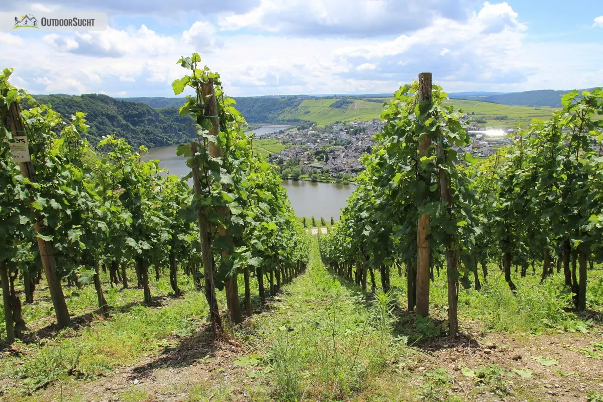 Moselsteig Etappe 9 Neumagen Osann-Monzel Kesten - 31