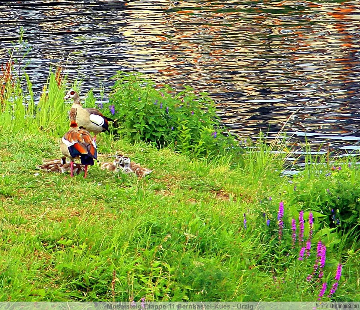 Moselsteig Bernkastel Kues Uerzig 11 - 14