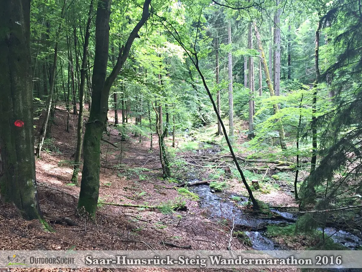 Wandermarathon Saar-Hunsrueck-Steig 2016 - 55