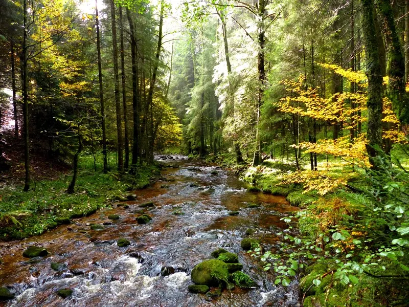Schwarzwald – Wandern und Relaxen auf einen Schlag